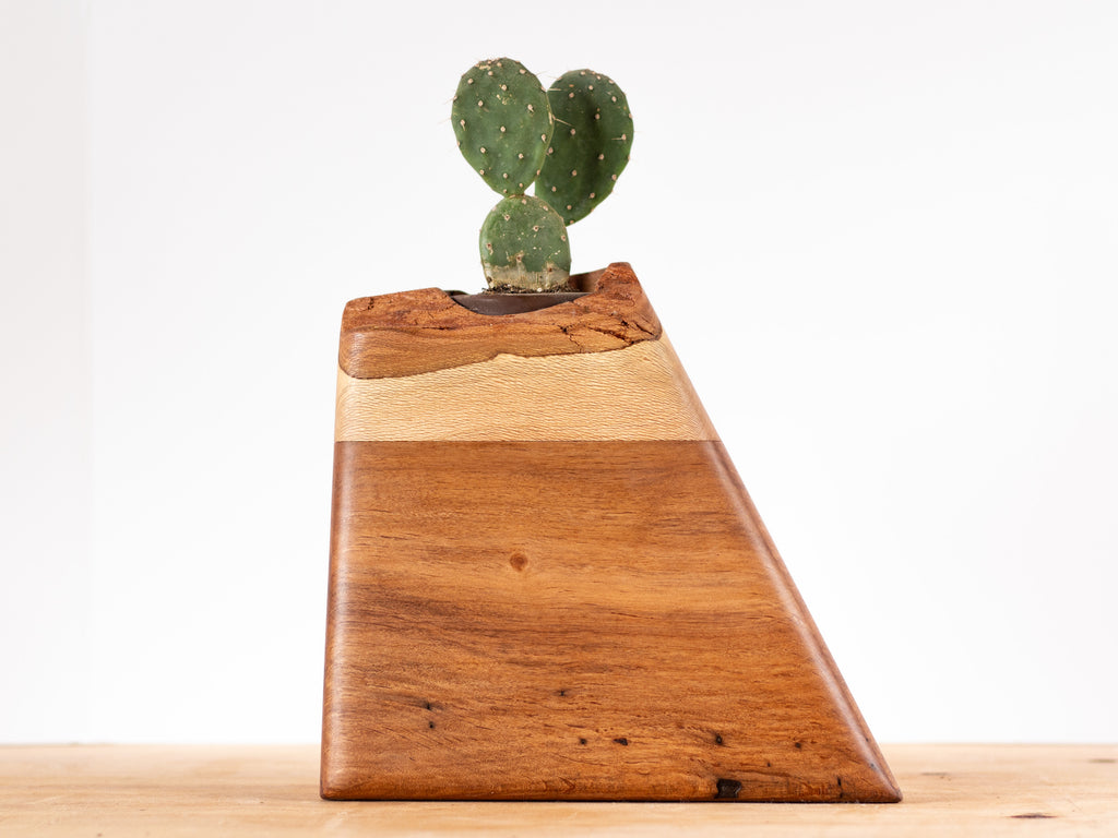 Medium Planturn Cremation Urn in California Alder & Sycamore with a plant on top, perfect for pets and cremains.