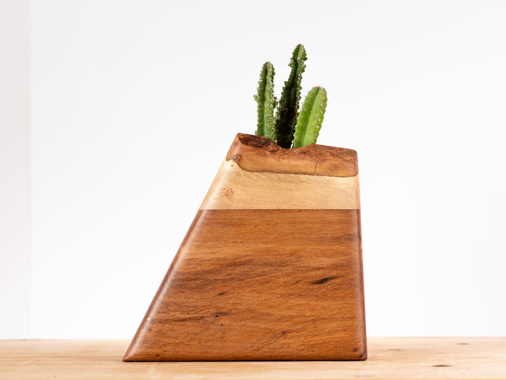 Medium Planturn Cremation Urn in California Alder & Sycamore with a potted plant on top.
