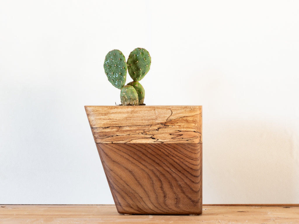 Wooden planter with a cactus on a wooden surface