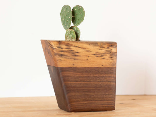 Unique Cremation Urn in Walnut & Spalted Sycamore | Small Size with cactus plant