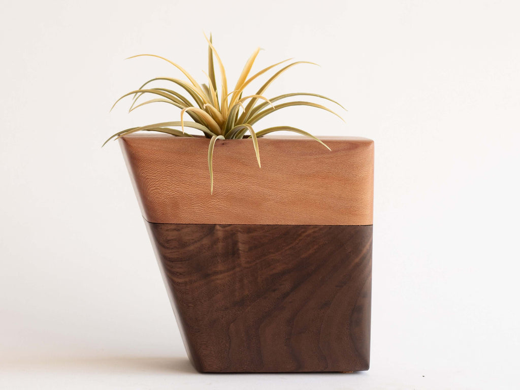 Small Planturn Cremation Urn in Walnut & Sycamore with a succulent on top, offering a modern memorial solution.