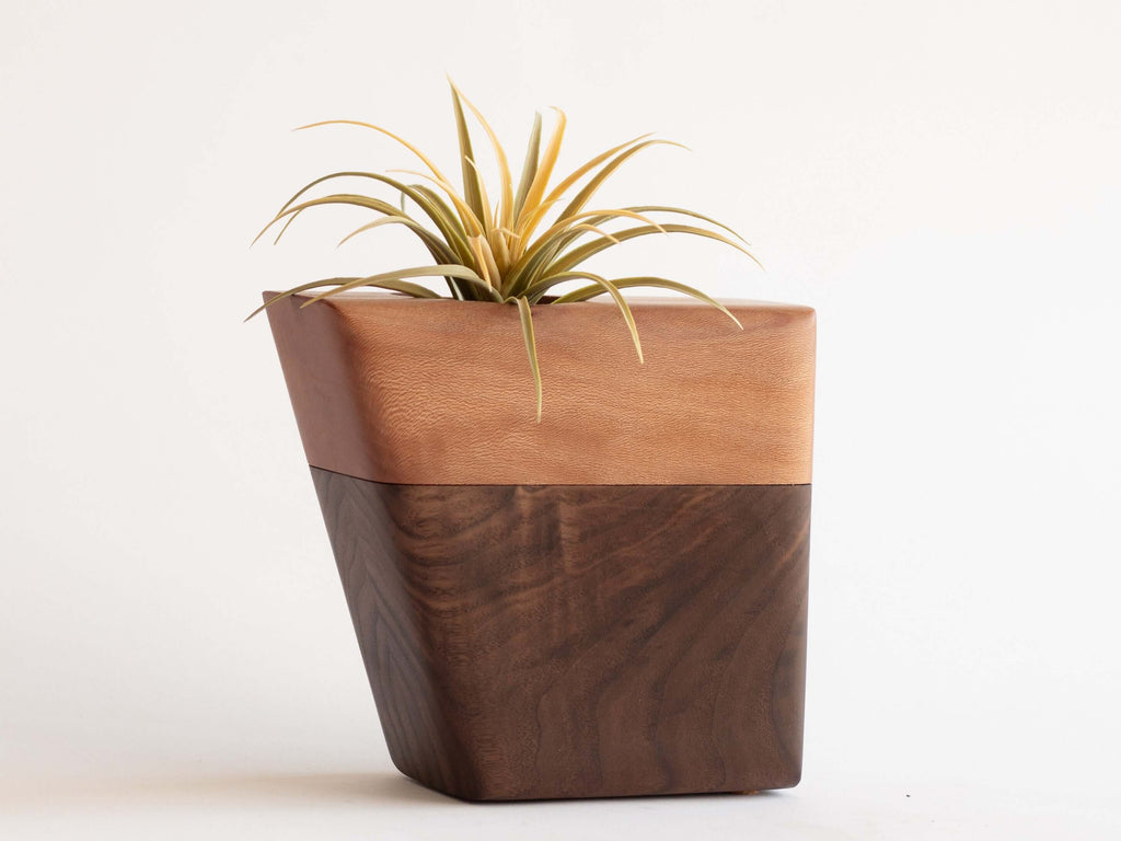 Small Planturn Cremation Urn in Walnut & Sycamore with a succulent on top