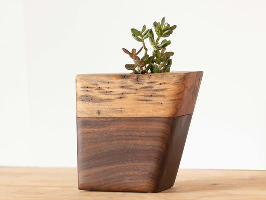 Unique Cremation Urn in Walnut & Spalted Sycamore | Small Size with a succulent plant.