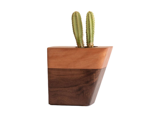 Small Planturn Cremation Urn in Walnut & Sycamore with cactus, a modern wood urn for memorials.