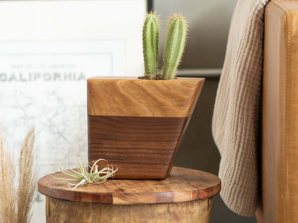 Small Planturn Cremation Urn in Walnut & Sycamore with a cactus on top, modern design for honoring loved ones.